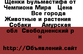 Щенки Бульмастифа от Чемпиона Мира › Цена ­ 1 000 - Все города Животные и растения » Собаки   . Амурская обл.,Свободненский р-н